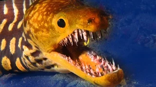 12 Vicious Ocean Predators