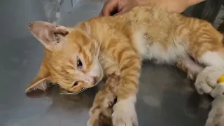 The mother cat had an accident on the road and the kitten's cry for help. A miracle happened