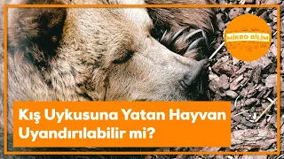 Kış Uykusuna Yatan Hayvan Uyandırılabilir mi?