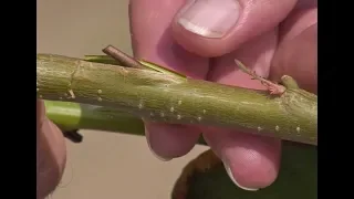 COMMENT GREFFER UN ARBRE FRUITIER EN ÉCUSSON