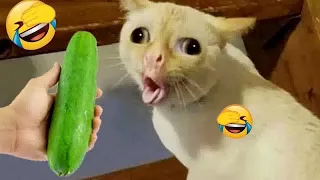 Funniest Animals 😛 New Funny Cats and Dogs Videos 🐈🐕