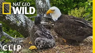 Banding a baby bald eagle at the National Arboreteum | Extraordinary Birder with Christian Cooper