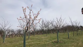 Jarní řez meruňek - Radkův sad