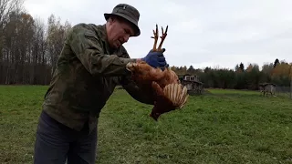Лечение зоба у курицы