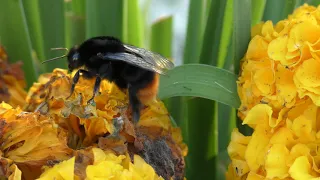 Шмель опыляет цветок Красивое видео 4К | Beautiful Nature Bumblebee pollinates a flower Ultra HD