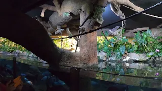 Аквариумы Loro Parque Tenerife