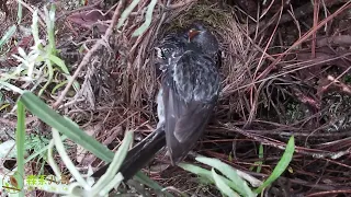 The cuckoo constantly urges its parents to look for food and is not satisfied杜鹃鸟胆子越来越大，不停地催促父母去觅食