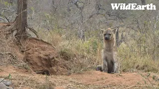 WildEarth - Sunset Safari - 12 September 2023