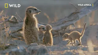 Cobra Vs  Meerkat - Wild Africa - National Geographic Wild