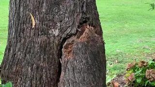 Removal of dangerous trees
