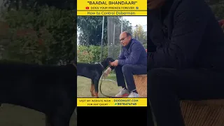 It's very important to learn how to control Dobermann. #shorts #dogomart #shortsvideos