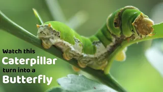 Watch this Caterpillar Turn Into A Butterfly - Papilio Polytes - Common Mormon - Metamorphosis