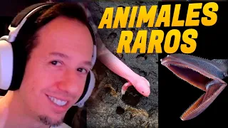 🔴 Knekro REACCIONA a ANIMALES MAS RAROS 🔴 | @KNekroGamer ​