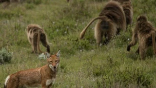 Are Baboons Domesticating These Wolves?