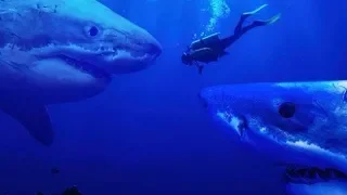 WORLD'S BIGGEST AND SCARIEST SHARKS EVER! / MEGALODON SHARK EVIDENCE