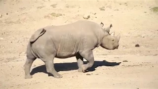 J #343 - San Diego Zoo Safari Park: Africa Tram