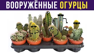 Приколы. КАКТУСЫ – ЭТО ДЕРЗКИЕ ОГУРЦЫ | Мемозг #322