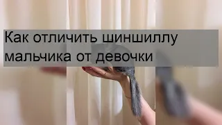 Как отличить шиншиллу мальчика от девочки