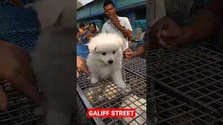 Galiff Street Pet Market। Dog Market #shorts #Dog #petmarket #galiffstreet