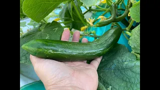 Solar Powered Hydroponic Cucumbers Is So Easy and Fun!!!