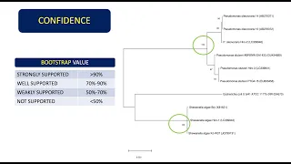 How To Analyze Phylogenetic Trees | Interpret Bootstrap Values and Sequence Divergence 👨🏻‍💻🧬