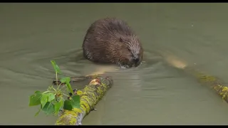 CASTOR  RIO ARGA  PUENTE LA REINA   NAVARRA