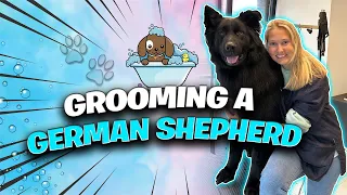 Professional Groomer Transforms Long-Haired German Shepherd's Coat