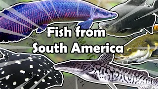 FIsh from South America (Amazonia)