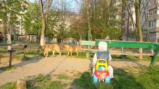 Видео ПН: в Николаеве бездомные собаки терроризируют маленьких детей