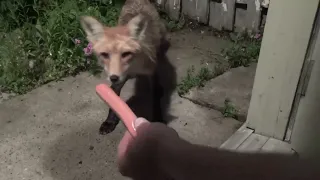 Feeding a Wild Fox