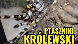 NOWY PAJĄK NA HODOWLI                                             | POECILOTHERIA REGALIS |