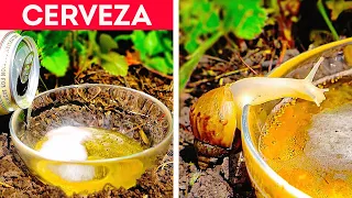 Los mejores trucos para reducir las plagas en el jardín y el hogar 🐌