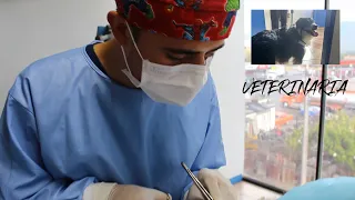 ASI ES TRABAJAR EN UNA CLINICA VETERINARIA - FIRULAIS