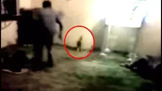 Real Life Goblin Caught On Tape In Mexico