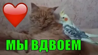 Мы вдвоем кошка и попугай неразлучные друзья The two of us the cat and the parrot are friends