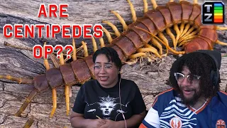 Are Centipedes OP? | TierZoo Reaction with Skitten