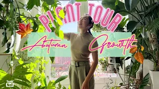 🍁50+ Houseplant Tour | LONG Video!! | Autumn updates 2022 | Hoyas | Philodendron | Monstera | Ferns