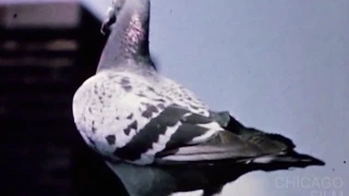 The Homing Pigeon (1963, Robert Ford)