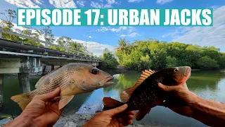 Cairns urban lure fishing