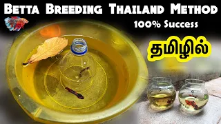 Betta Breeding Thailand method for success in Tamil