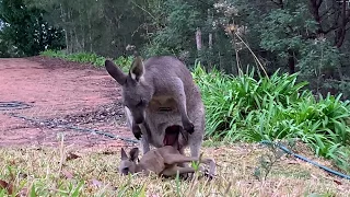 Mother Kangaroo Kicks Joey out of Her Pouch