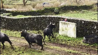 JAF - Perigo Espreita Em Trabalho Arriscado - Danger Lurks In Risky Work - Terceira Island - Azores