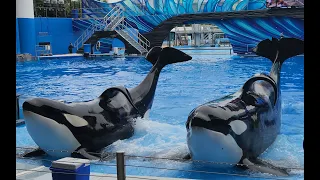 Orca Encounter A Killer Whale show | SeaWorld Orlando - 2023