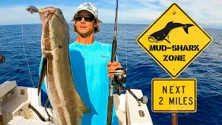 Mud-Shark Feeding Frenzy! - Fishing Catch 'n Cook Cobia