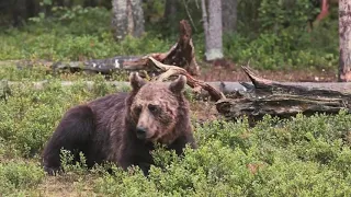 Wolves of Yellowstone