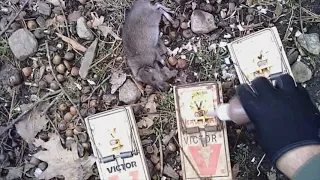 Trapping rats