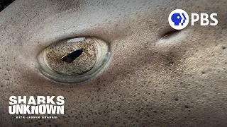 Something Strange Is Happening With These Leopard Sharks