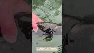 Редкая рыба, голец Каменец| эндемик реки Камчатка #fishing #kamchatka #salmon #fareast #trout