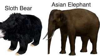 Rainforest Animals Size Comparison (ft. Bacon hair pro gamer Xd YT)