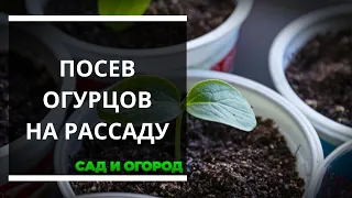 Как посеять огурцы в пластиковые стаканы